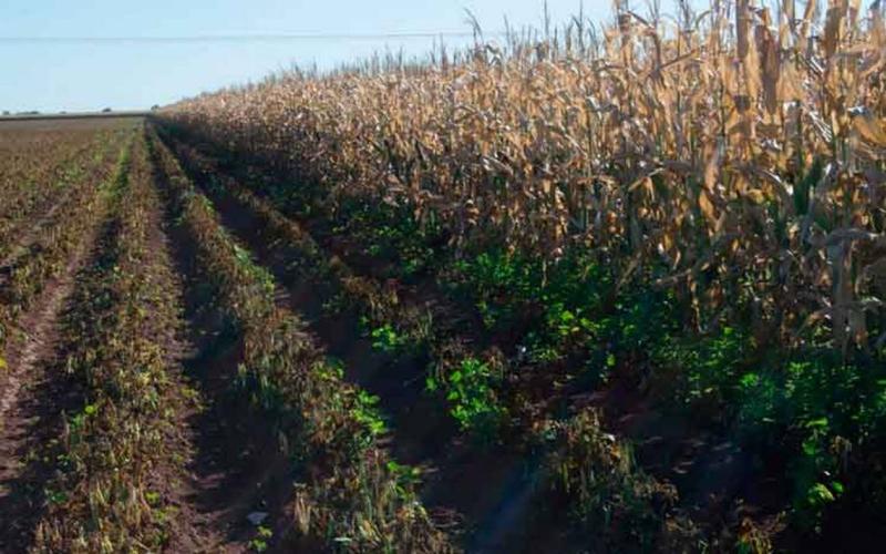 El Gobierno de Tamaulipas dará seguimiento al apoyo destinado a los cultivos estratégicos de maíz, sorgo y trigo en la entidad.