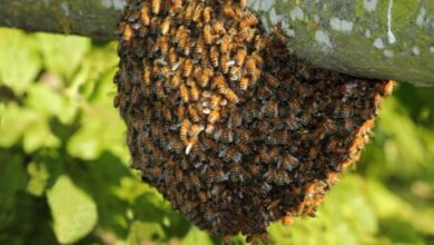 Revisará Protección Civil del municipio escuelas para evitar formación de enjambres de abejas.