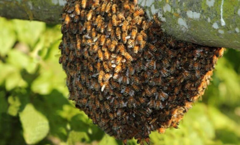 Revisará Protección Civil del municipio escuelas para evitar formación de enjambres de abejas.