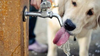 mascotas golpe de calor