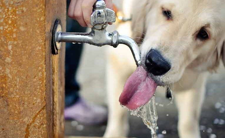 mascotas golpe de calor