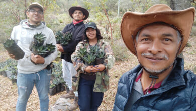 En la UAT desarrollan un proyecto que busca hacer más eficiente el proceso de germinación de las semillas de maguey mezcalero.