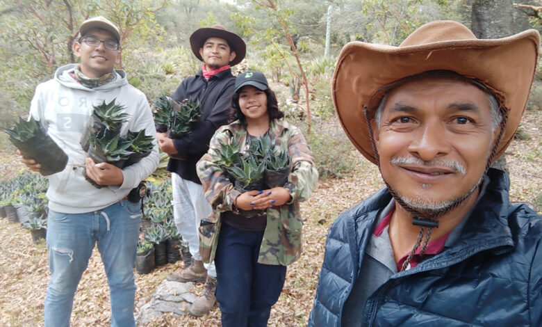 En la UAT desarrollan un proyecto que busca hacer más eficiente el proceso de germinación de las semillas de maguey mezcalero.