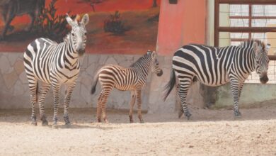 Dos jaguares y una cebra en el zoológico de Nuevo Laredo
