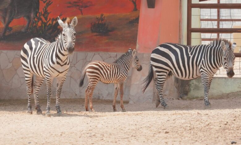 Dos jaguares y una cebra en el zoológico de Nuevo Laredo
