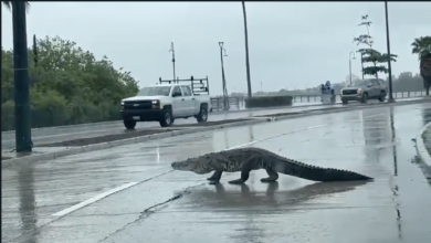 cocodrilo de tres metros