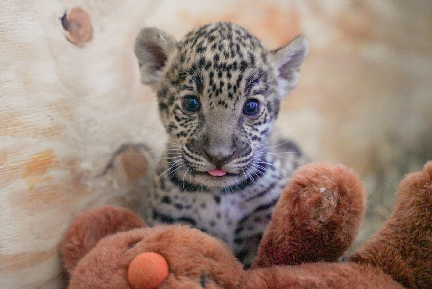 Personal de veterinarios del zoológico está a cargo de alimentar a los cachorros,