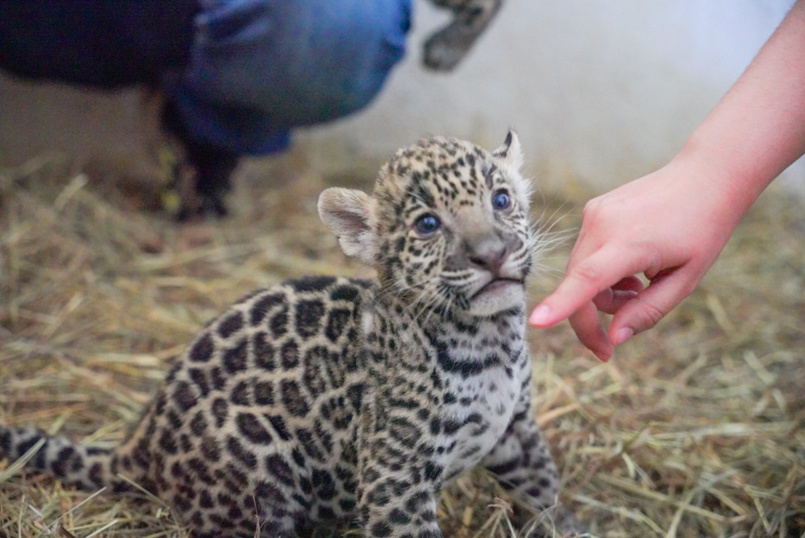 Los jaguares son una hembra y un macho.