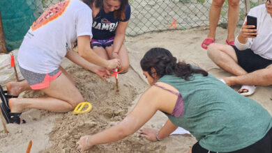 Académicos y estudiantes apoyaron en la protección de la tortuga lora en el santuario de playa Rancho Nuevo, ubicado en el municipio de Aldama.