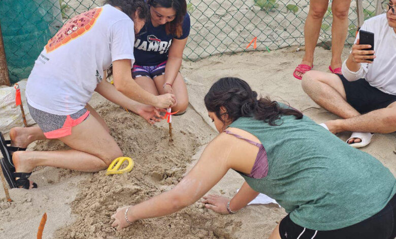 Académicos y estudiantes apoyaron en la protección de la tortuga lora en el santuario de playa Rancho Nuevo, ubicado en el municipio de Aldama.