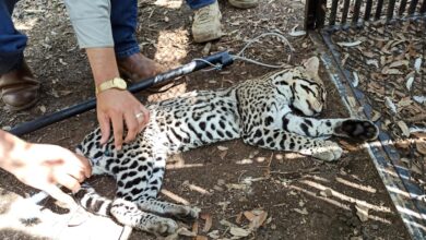 ocelote