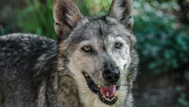 zoológico de Tamatán