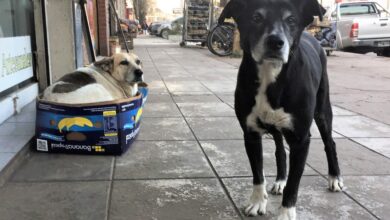 Los perros son los animales que más sufren la crueldad de los humanos.