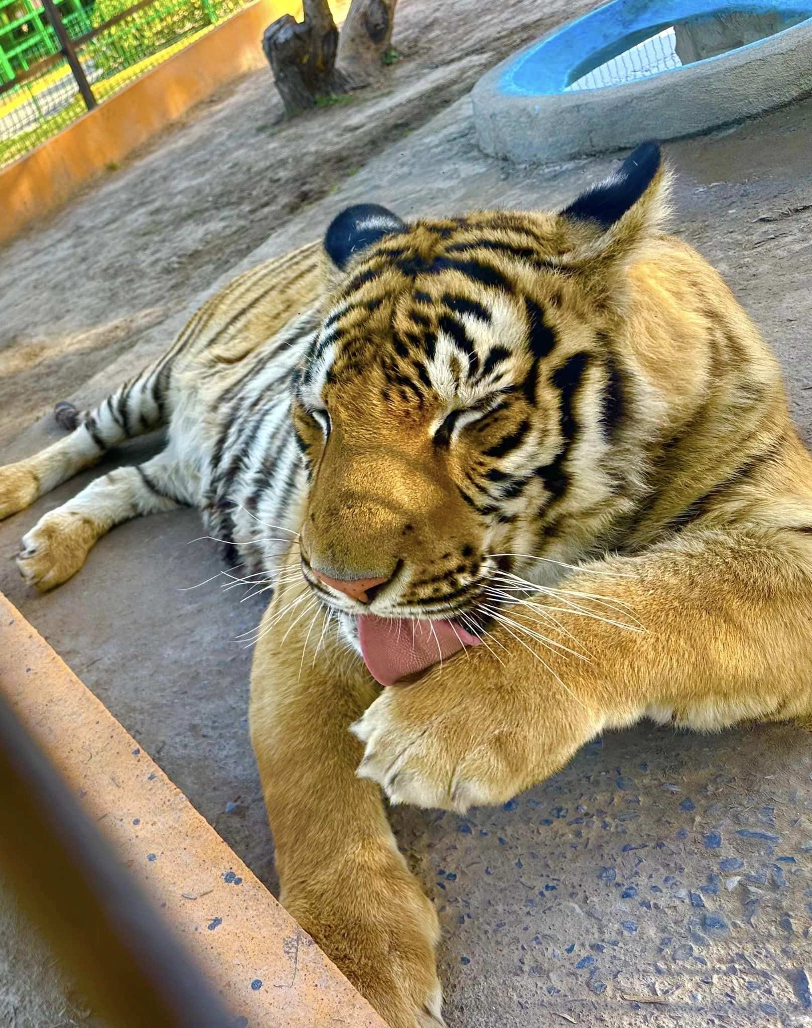 El felino habría escapado durante la madrugada, los empleados del zoológico se dieron cuenta hasta esta mañana.