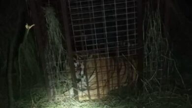 El tigre que escapó desde el pasado 4 de septiembre, finalmente fue capturado.