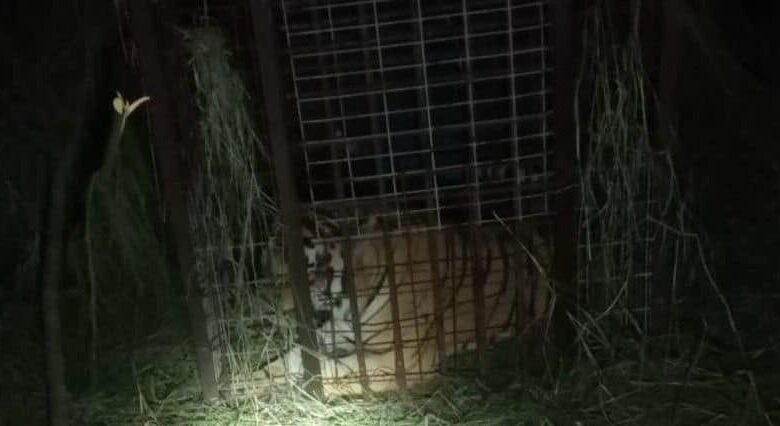 El tigre que escapó desde el pasado 4 de septiembre, finalmente fue capturado.