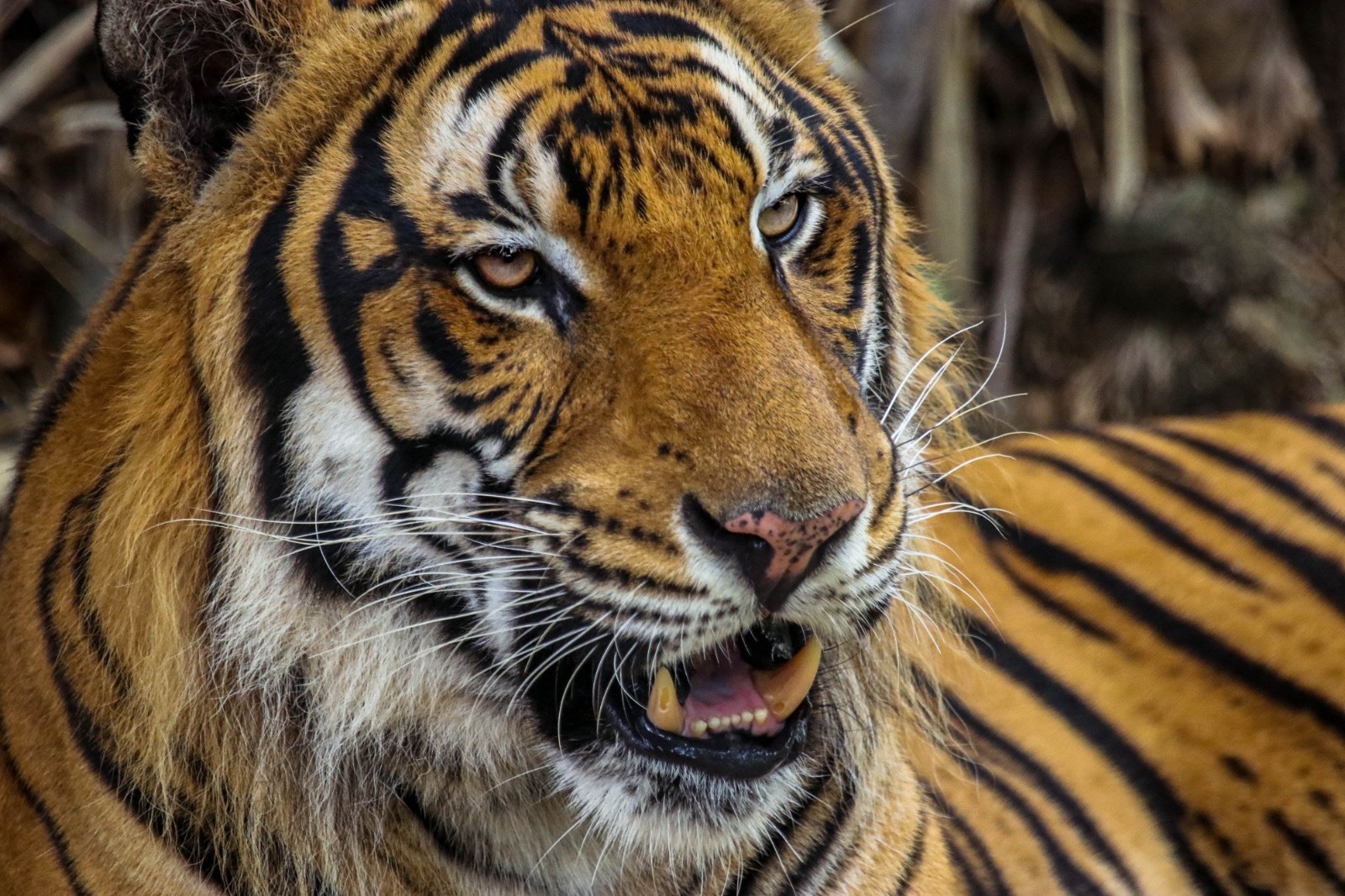 El tigre e bengala capturado la noche del lunes, será trasladado a Victoria y se mantendrá en cuarentena en el zoológico de Tamatán.