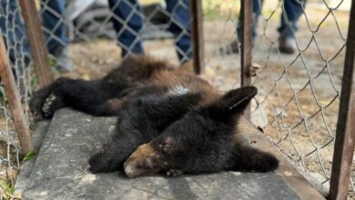 Oso rescatado
