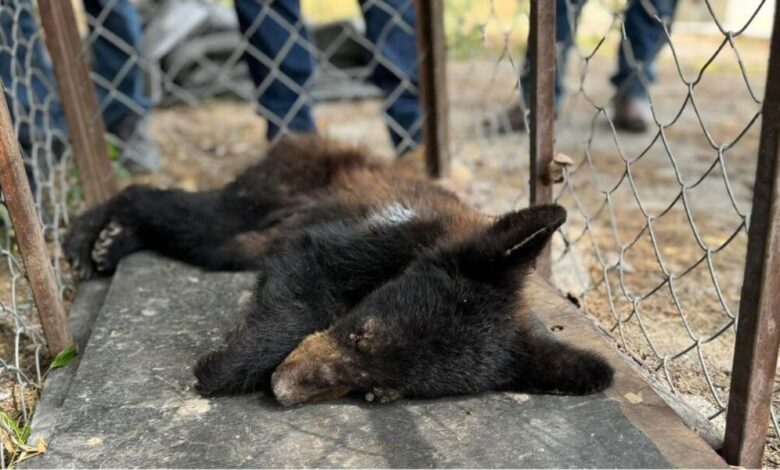 Oso rescatado