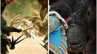 El Congreso del Estado analiza iniciativas para prohibir las corridas de toros y peleas de gallos en Tamaulipas.