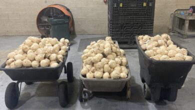 El cargamento de metanfetaminas estaba oculto entre jícamas con valor de 7.5 millones de dólares.