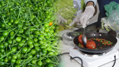 El chile piquín es un elemento clave de la identidad y la economía de la región.