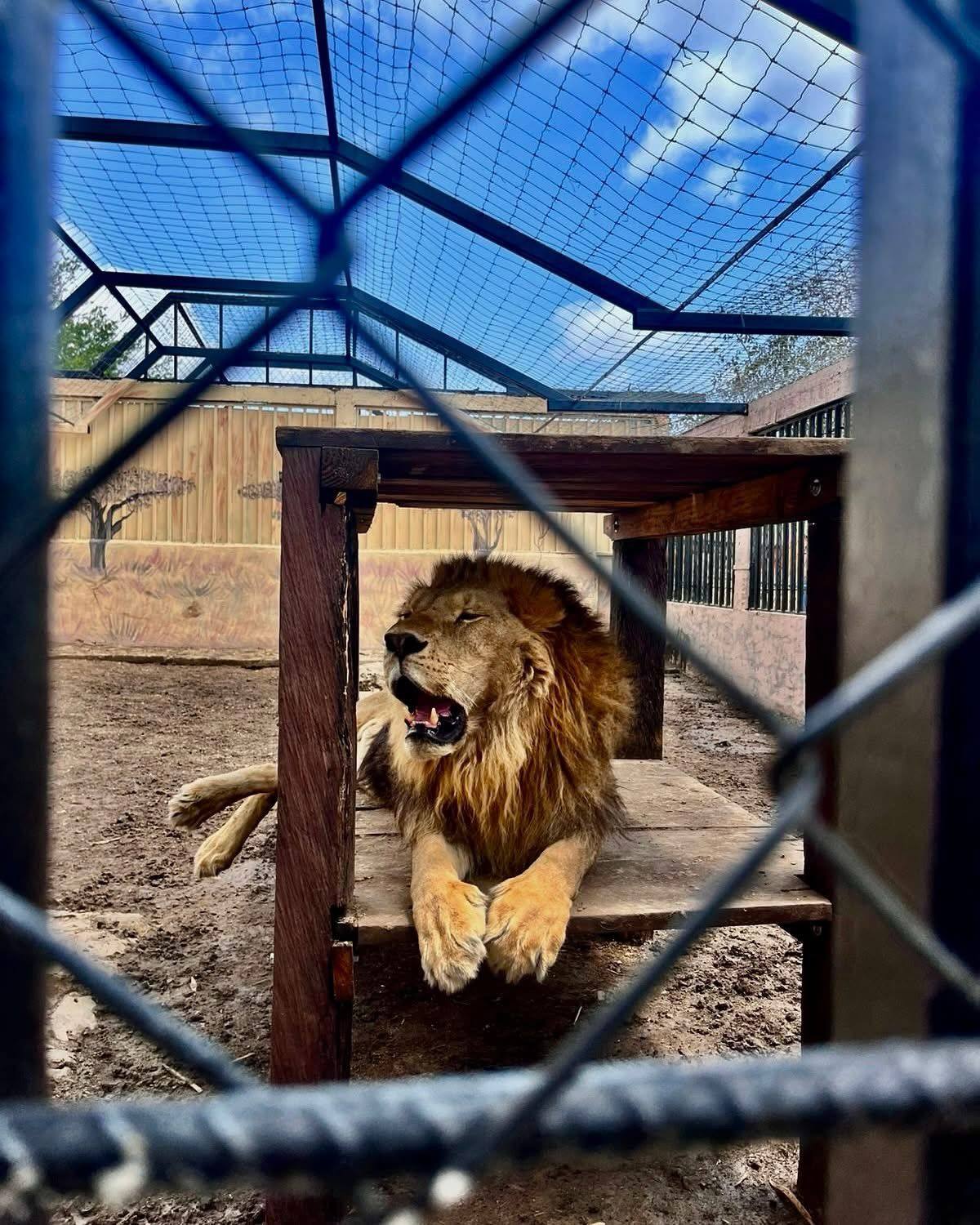 Uno de los leones atacó a uno de sus cuidadores cuando por accidente cayó cerca de los felinos.