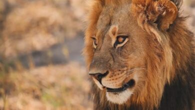 En circunstancias aún desconocidas, un león atacó y mató a una persona en el zoológico de Altamira.