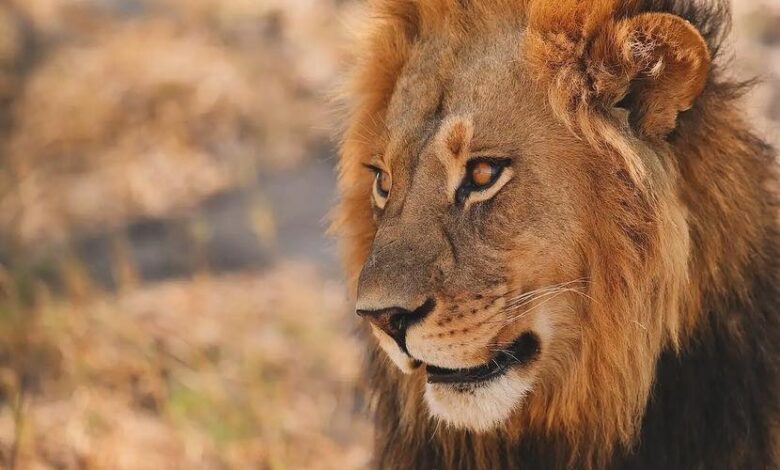 En circunstancias aún desconocidas, un león atacó y mató a una persona en el zoológico de Altamira.