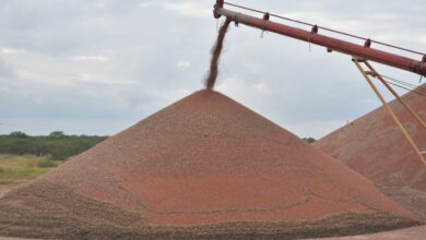 Se prevé que el sorgo se utilice para la producción de etanol a un precio más atractivo para los productores.