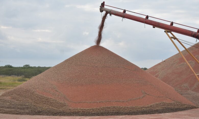 Se prevé que el sorgo se utilice para la producción de etanol a un precio más atractivo para los productores.