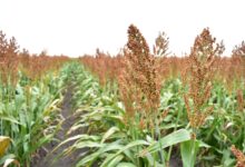 Productores del área de San Fernando, podrían beneficiarse de créditos con tasas preferenciales, entre otros, de aceptarse que el Distrito 025 sea considerado área de temporal.