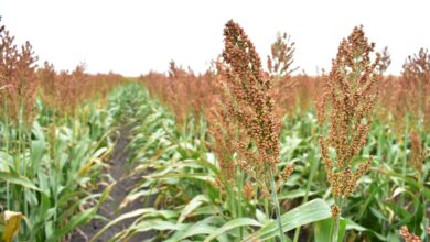 Productores del área de San Fernando, podrían beneficiarse de créditos con tasas preferenciales, entre otros, de aceptarse que el Distrito 025 sea considerado área de temporal.