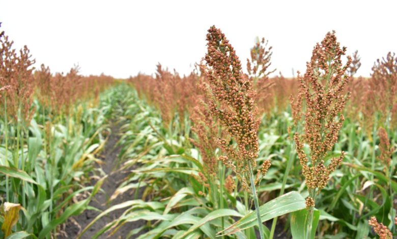 Productores del área de San Fernando, podrían beneficiarse de créditos con tasas preferenciales, entre otros, de aceptarse que el Distrito 025 sea considerado área de temporal.
