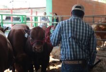 Será este fin de semana cuando autoridades municipales hagan entrega de este beneficio a los ganaderos neolaredenses que se registraron a este programa de apoyo al sector. 