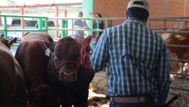 Será este fin de semana cuando autoridades municipales hagan entrega de este beneficio a los ganaderos neolaredenses que se registraron a este programa de apoyo al sector.