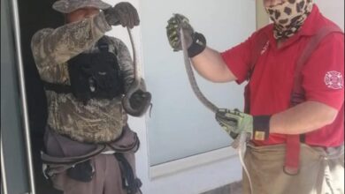 Los elementos de Bomberos realizaron la captura de manera segura y efectiva, y posteriormente liberaron a las víboras en su hábitat natural.