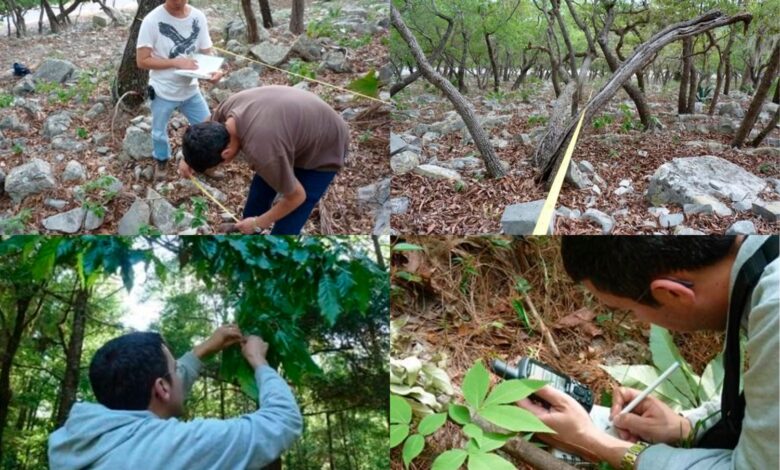 Hasta la fecha se ha logrado identificar 17 especies de encino en Tamaulipas.