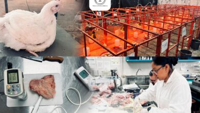 La UAT lleva a cabo un proyecto que tiene como propósito medir el impacto de aceites esenciales utilizados en la alimentación de pollos de engorda.
