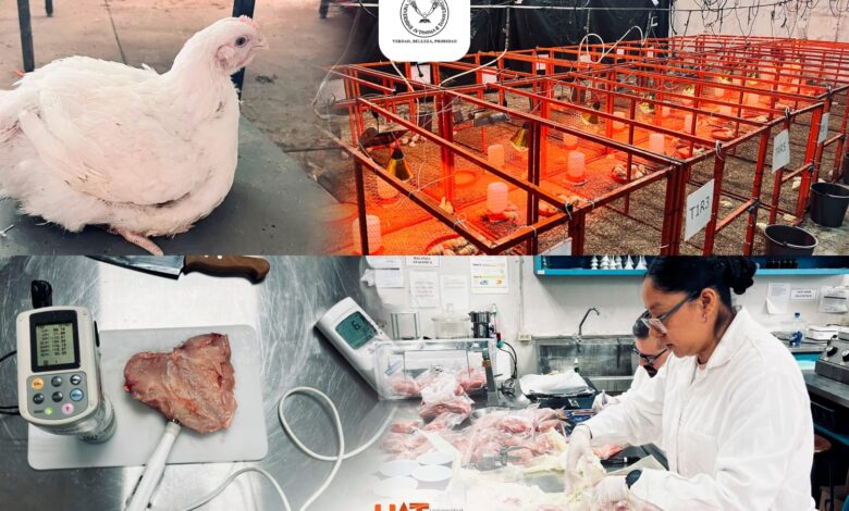 La UAT lleva a cabo un proyecto que tiene como propósito medir el impacto de aceites esenciales utilizados en la alimentación de pollos de engorda.
