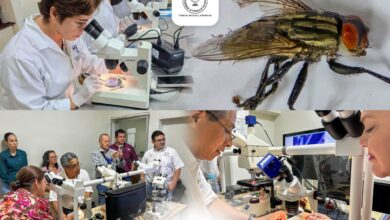 La UAT colabora en las acciones de los gobiernos federal y estatal para prevenir la presencia del gusano barrenador en Tamaulipas.