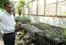 Para preservar las especies de maguey mezcalero de nuestro estado, la UAT desarrollo un proyecto que derivó en la elaboración de un producto de alta calidad que ya se expone en eventos nacionales.