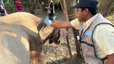 Los municipios de Altamira y Llera han sido declarados libres de gusano barrenador del ganado.