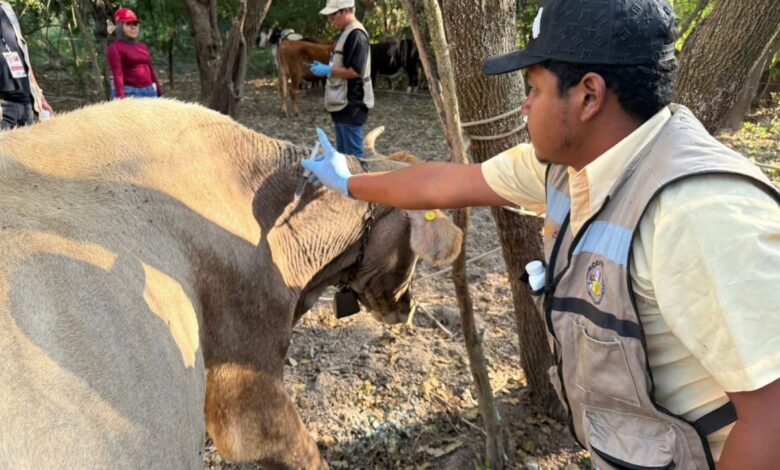 Los municipios de Altamira y Llera han sido declarados libres de gusano barrenador del ganado.