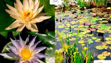 La UAT organizó el Simposio Iberoamericano de los Humedales, con la participación de especialistas de Perú, España, Brasil, Argentina y México.