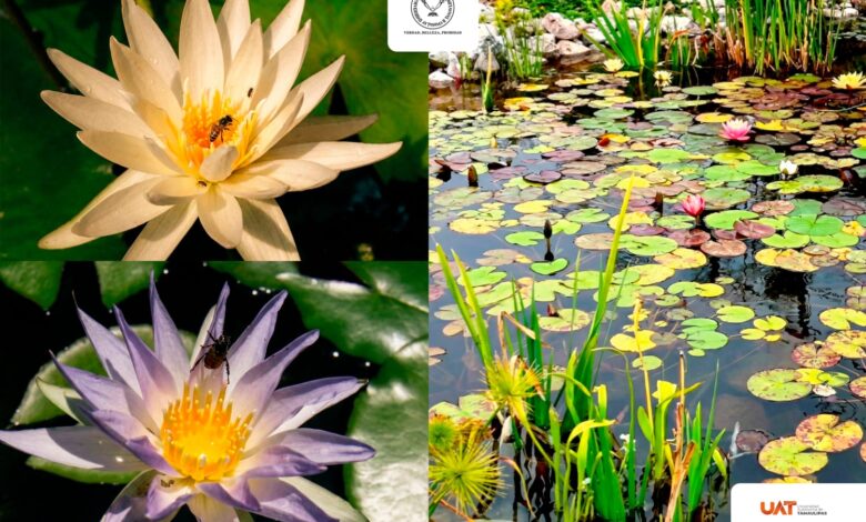 La UAT organizó el Simposio Iberoamericano de los Humedales, con la participación de especialistas de Perú, España, Brasil, Argentina y México.