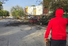 Ráfagas de viento derriban árboles en varios puntos de la ciudad.