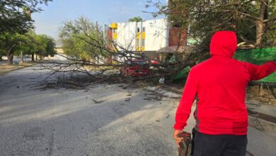 Ráfagas de viento derriban árboles en varios puntos de la ciudad.