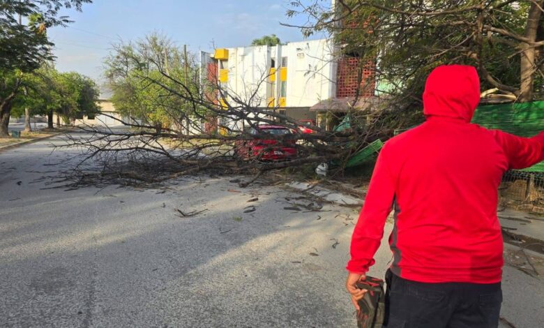 Ráfagas de viento derriban árboles en varios puntos de la ciudad.