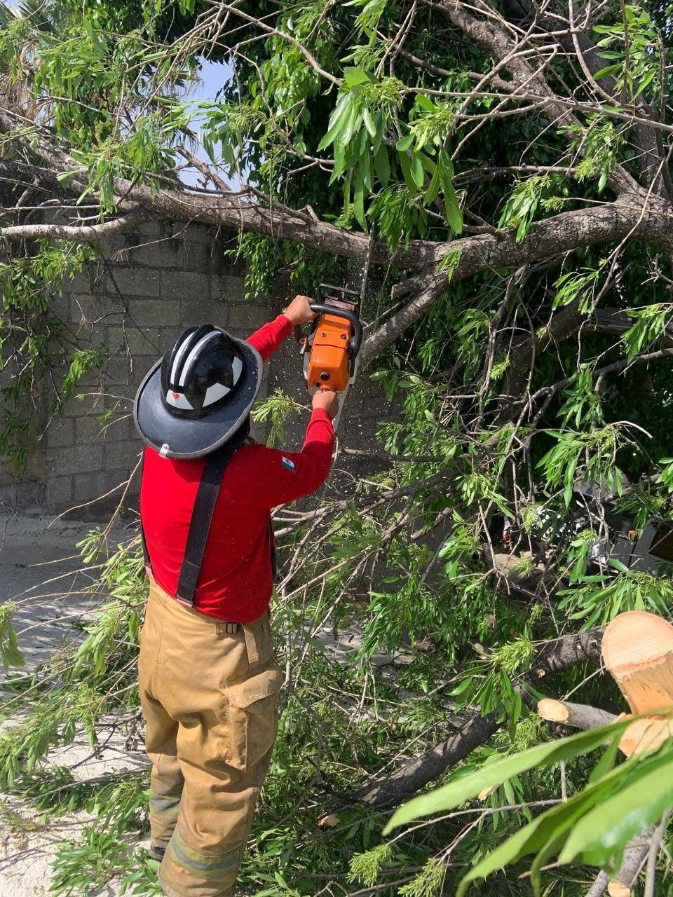 Ráfagas de viento derriban árboles en varios puntos de la ciudad.